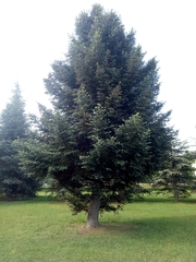 Abies pinsapo
