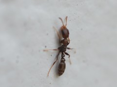 Pseudomyrmex cubaensis