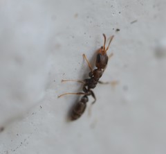 Pseudomyrmex cubaensis