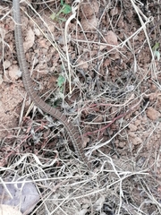 Mastigodryas boddaerti