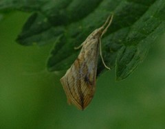 Evergestis forficalis