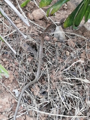 Mastigodryas boddaerti