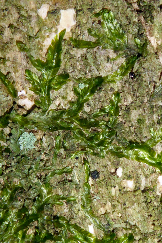 Orthorrhynchiaceae