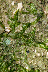 Orthorrhynchium elegans