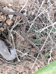 Mastigodryas boddaerti