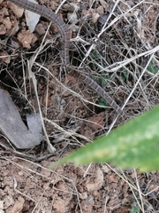 Mastigodryas boddaerti