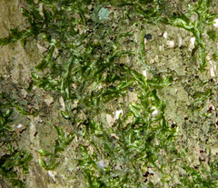 Orthorrhynchium elegans