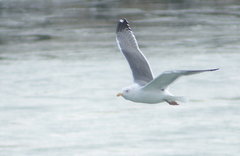 Larus argentatus × marinus