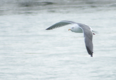 Larus argentatus × marinus