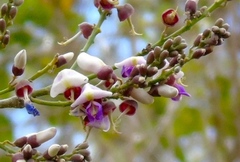 Lonchocarpus lanceolatus