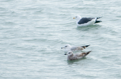 Larus argentatus × marinus