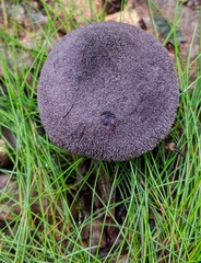 Lactarius purpureoechinatus