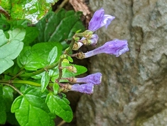 Scutellaria saxatilis