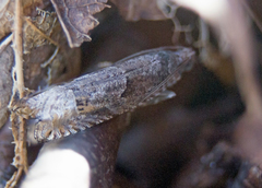 Pseudexentera mali