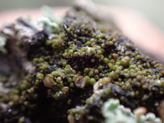 Protoparmelia ochrococca