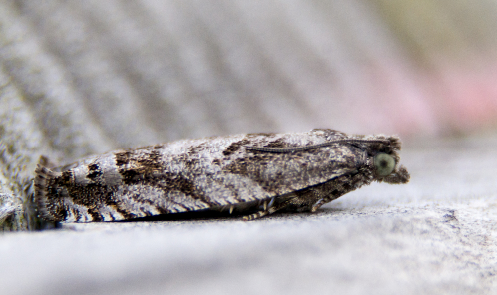 Bare-patched Leafroller Moth