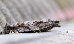 Pseudexentera spoliana