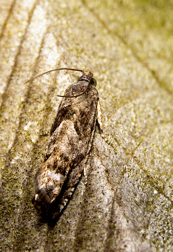 Bare-patched Leafroller Moth photo 3