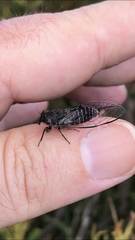 Atrapsalta encaustica