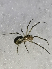 Pityohyphantes phrygianus