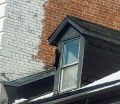 Sciurus carolinensis