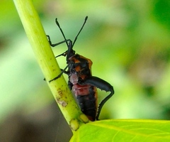 Sagotylus confluens