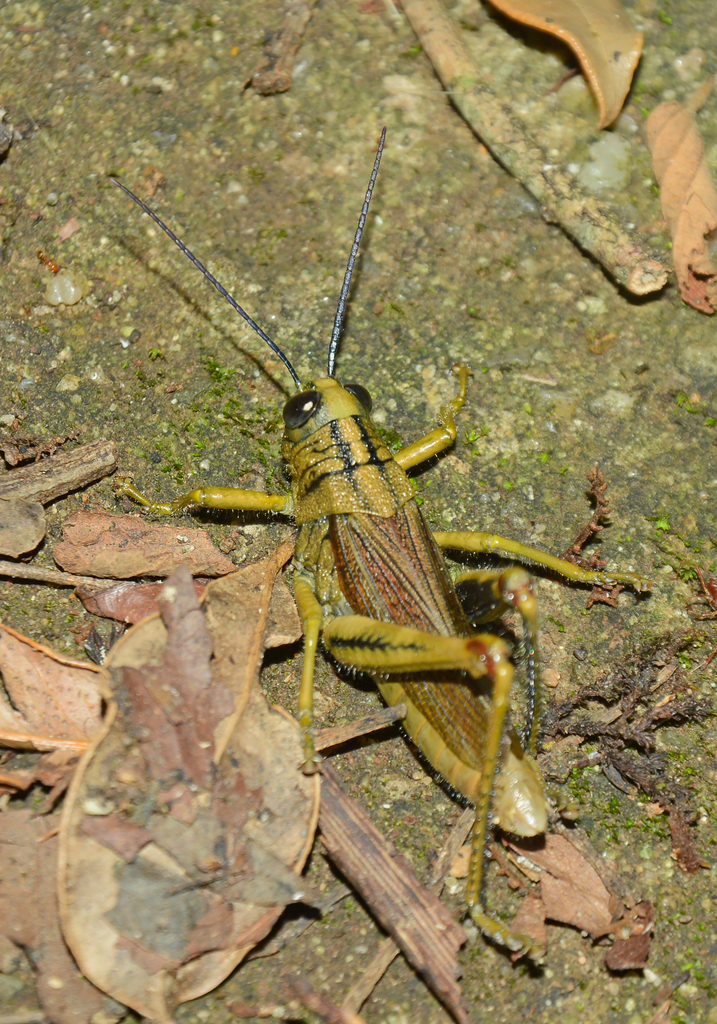 Diponthus virgatus