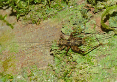 Paragryllinae