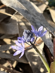 Scilla monophyllos