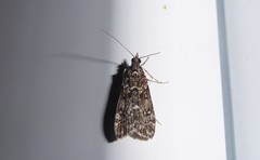 Eudonia philerga