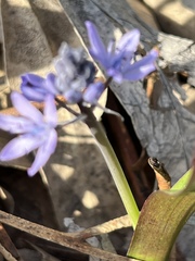 Scilla monophyllos