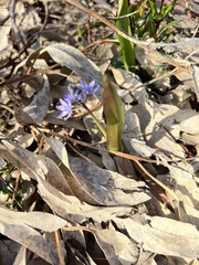 Scilla monophyllos