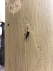 Chlorophorus annularis