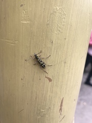 Chlorophorus annularis