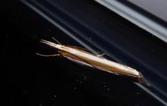 Orocrambus angustipennis