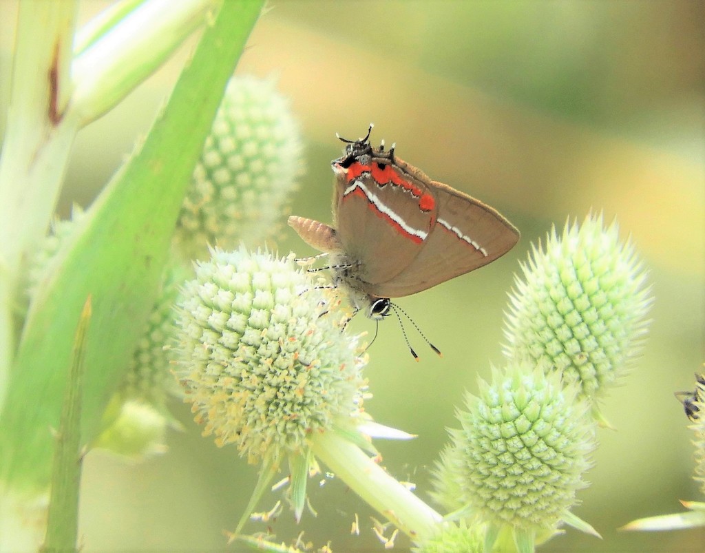 Badecla clarissa