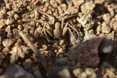 Sicarius thomisoides