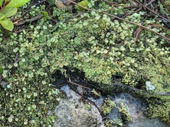 Cladonia asahinae