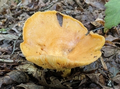 Russula ochroleucoides