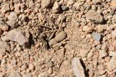 Sicarius thomisoides