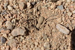 Sicarius thomisoides