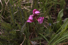 Pedicularis nordmanniana