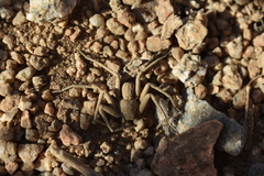 Sicarius thomisoides