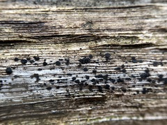 Durella melanochlora