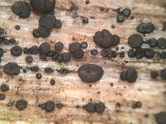 Durella melanochlora