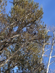 Corvus brachyrhynchos