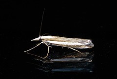 Orocrambus vittellus