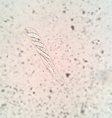 Durella melanochlora