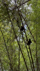 Alouatta macconnelli