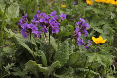 Primula amoena